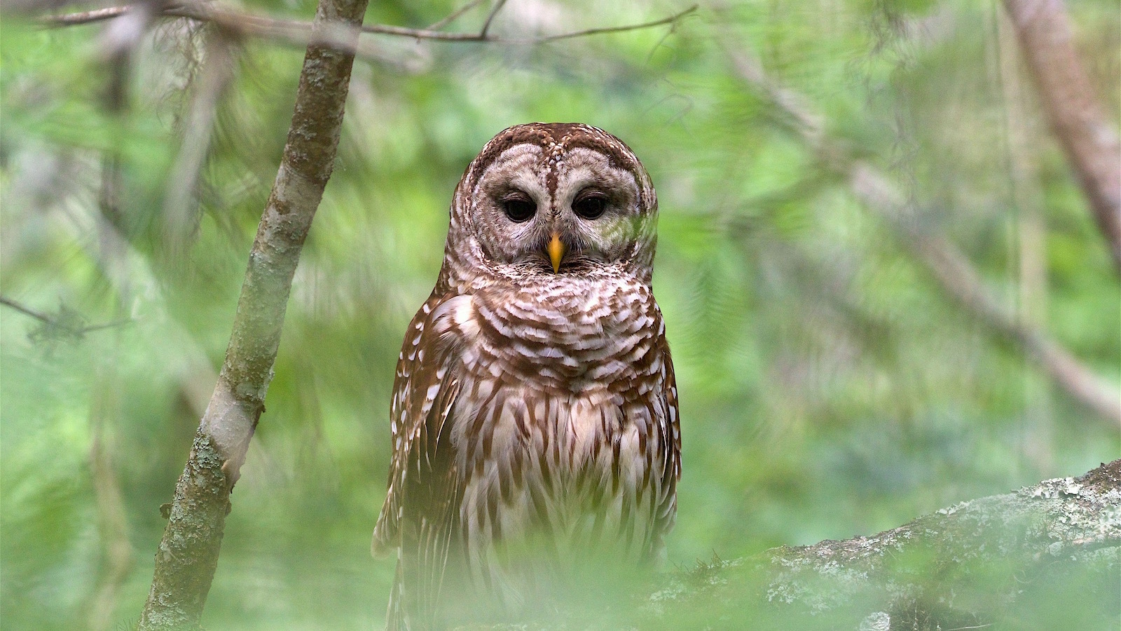 Grim Dilemma: Should We Kill One Owl Species to Save One different?